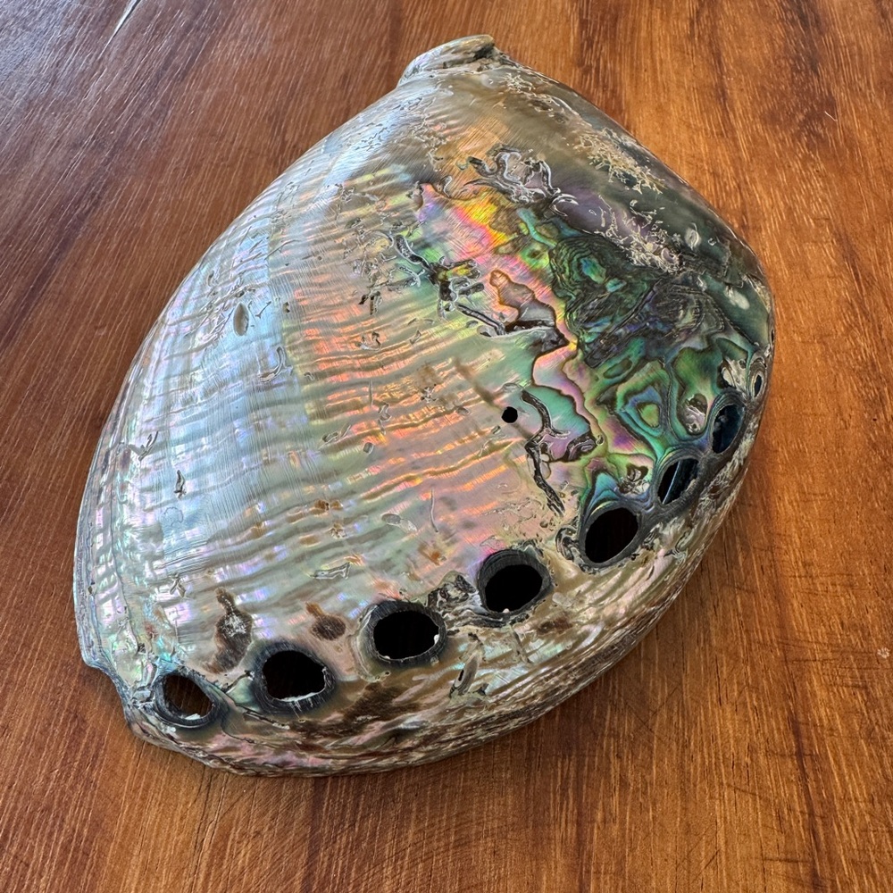 Iridescent Abalone Shells - Picture 7 of 7